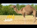 أصوات الحيوانات رغاء الجمل طيور الجنة