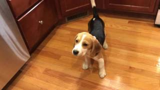 Beagle puppy is ecstatic about dinner