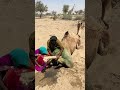يلعب كل من الزوجة والزوج باستخدام عصا
