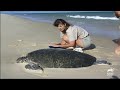 Two Turtle's In Love | The Crocodile Hunter | Animal Planet