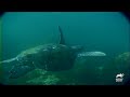 Two Turtle's In Love | The Crocodile Hunter | Animal Planet