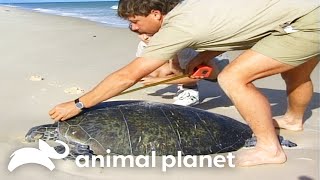 Two Turtle's In Love | The Crocodile Hunter | Animal Planet