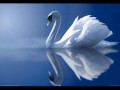 Miracle dragon  the flightless swan