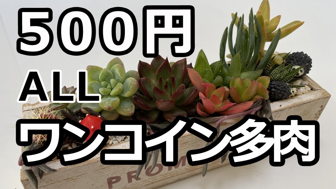 多肉植物 寄せ植え ワンコインで購入した多肉を木箱と流木 カップ鉢に寄せてみました どれも500円ですがボリュームあります Youtube 多肉植物 寄せ植え ワンコインで購入した多肉を木箱と流木 カップ鉢に寄せてみました どれも500円ですがボリュームあります Youtube