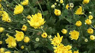 菊の花 Youtube