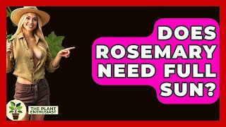 Does Rosemary Need Full Sun? - The Plant Enthusiast