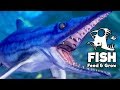 Feed and Grow Fish Gameplay German - Der Ichthyosaurus ist so niedlich