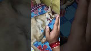 amar khub khacher but akhon ar se nei 😥 #book #funny #funny #likebook #readerproblems #happyreaders