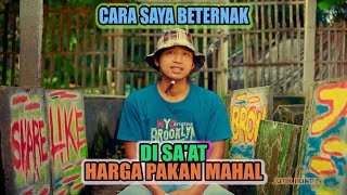 TIPS BETERNAK BEBEK PETELUR DI SAAT HARGA PAKAN MAHAL