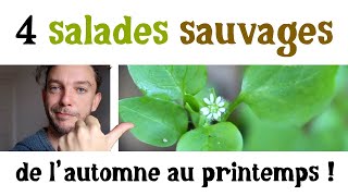 4 salades sauvages d&#39;automne
