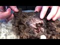 Ear problems in a dog. Why grooming and ear maintenance is integral to pet health.