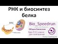 4. РНК и синтез белка (Speedrun общая биология 9-11 класс, ЕГЭ, ОГЭ 2021)