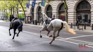 2 military horses that broke free and ran loose across London are in serious condition