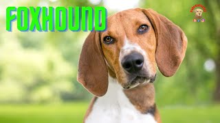 Il FoxHound L'instancabile by Fidotutorial 141 views 1 year ago 4 minutes, 27 seconds