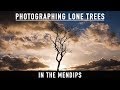 Photographing Lone Trees in the Mendips