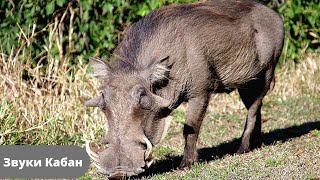 Звук, крик, голос дикого кабана/Sound wild boar, voice wild boar, cry wild boar