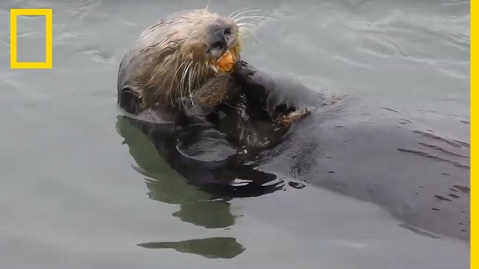 VIDEO. Des images rares de la naissance d'un bébé loutre - Metrotime