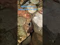 I Found a cool looking Salamander in my 150 gallon stock tank pond.