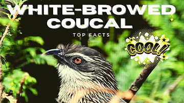 White-browed Coucal facts π¦ Lark-heeled Cuckoo π¦ found in sub-Saharan Africa
