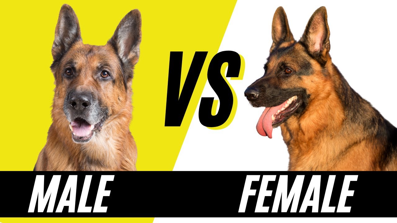 Do Female And Male German Shepherds Get Along?