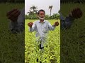 ভেজাল মুক্ত তেল #viral #agriculture #foryou