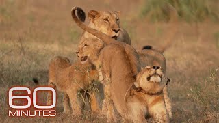 Rebuilding and repopulating Mozambique’s Gorongosa National Park | 60 Minutes