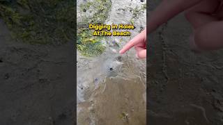 THESE Are Under YOUR Feet at the Beach! ⚠️ #animals #nature #shorts