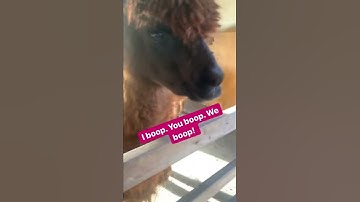 Alpaca Boops