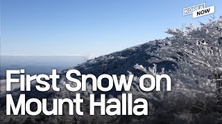 'Frozen' in Korea First snow of winter falls on Halla Mountain in Jeju