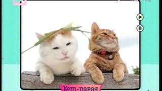 Кот-парад. Выпуски 11 и 7. 27.10.2013 (с рекламой) Кот-парад. Выпуски 11 и 7. 27.10.2013 (с рекламой)