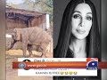Islamabad The life story of Kaavan the Elephant