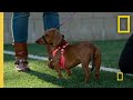 Millie's Training and Behavior Insights