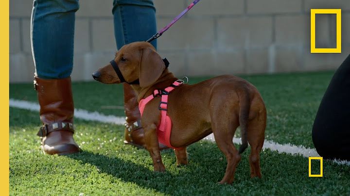 Correcting a Dachshund's Bad Habit | Cesar Millan: Better Human Better Dog