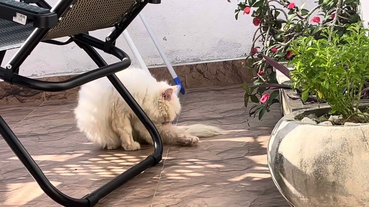 Cutest # Cats Buddies # Bathing After 