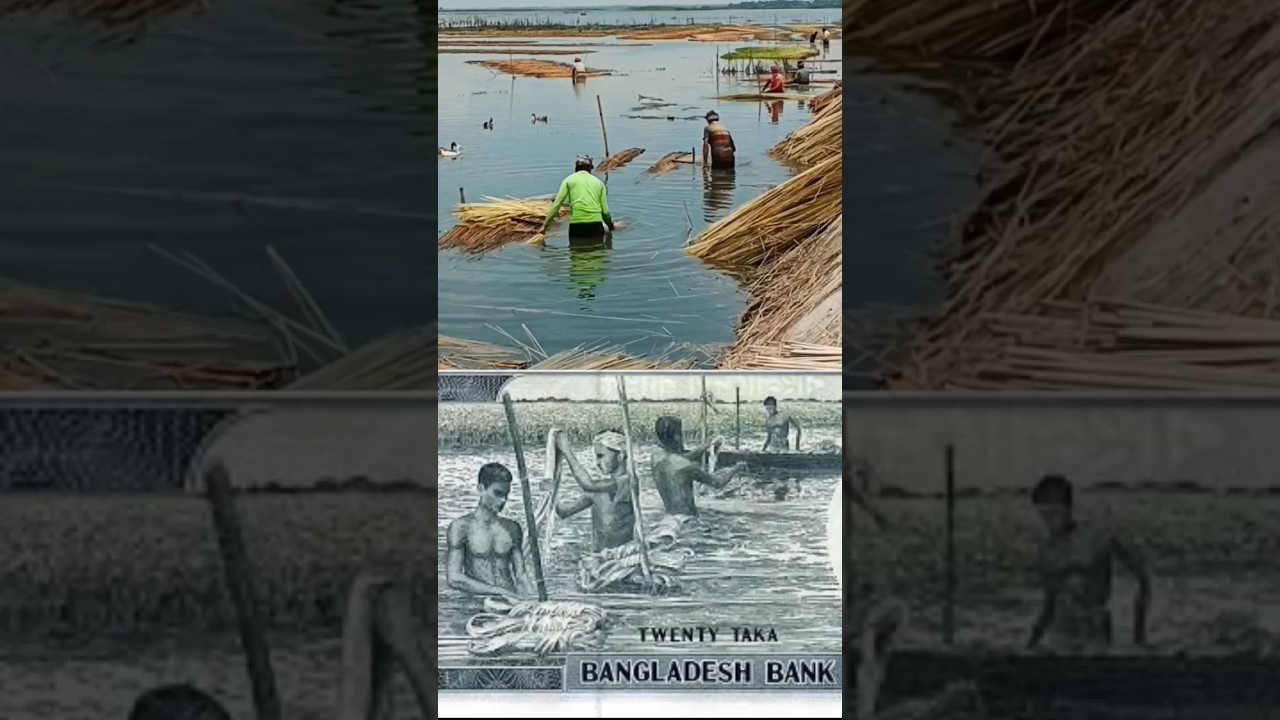 Patul l Natore l Heritage of jute fiber processing  