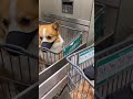 自分の犬顔に驚くコーギー犬【コーギー】【コーギー鏡】#Shorts