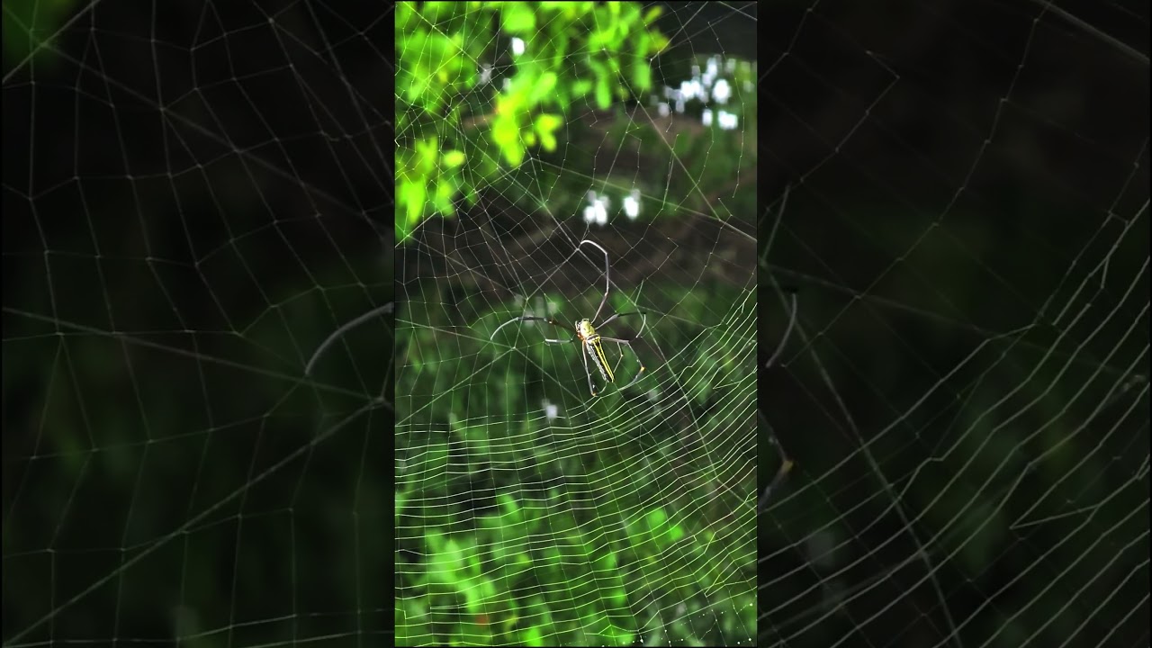 Huge Spider weaving web for hunting. राक्षसी मकड़ी 🕷 😱