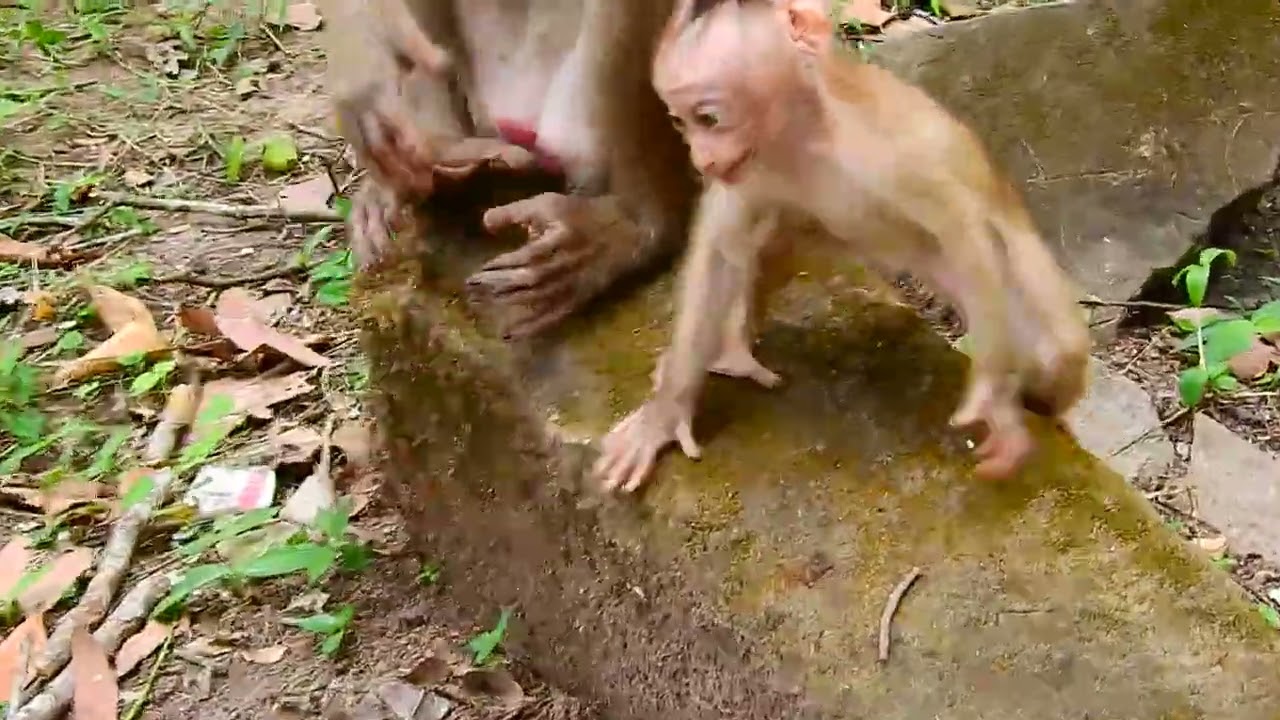 Baby monkeys
