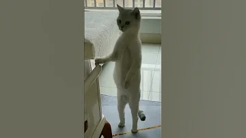 أحمد شيبه أنا مش فاضيلكو 