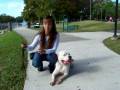 Deaf Dog Training w/ Dogtra Pager American Bulldog Deaf Dog Training w/ Dogtra Pager American Bulldog