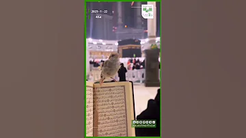 حياة اف ام مقطع لطيف لعصفور صغير يحط على مصحف معتمر يتلو القرآن الكريم بجوار الكعبة 