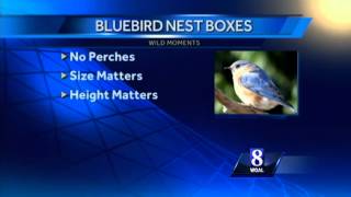 How do you keep sparrows out of your birdhouse?