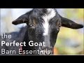 The Perfect Goat Barn Setup - what you need to make keeping goats easier!