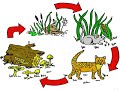 Food Chains and Food Webs in Ecosystems