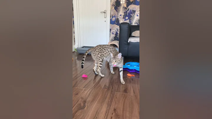 Watch the video about F3 Savannah cat playing fetch
