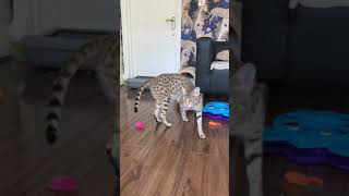 F3 Savannah cat playing fetch