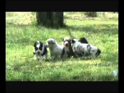 Saddleback Mini AUssies Spring 2011 Crystal and Bo...