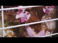 What's Wrong With Eggs? - The Egg Industry - Animal Equality