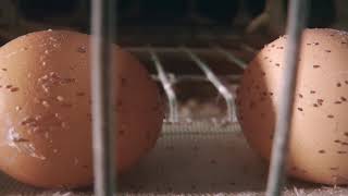 What's Wrong With Eggs? - The Egg Industry - Animal Equality