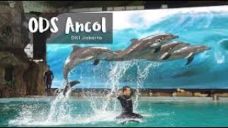 Sirkus lumba-lumba di ancol